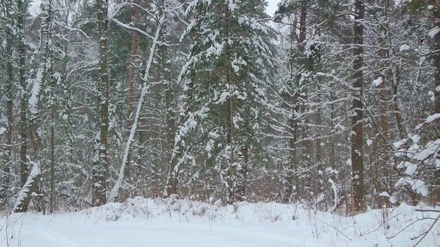 Snow falling in a quiet forest during winter