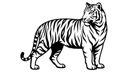 Fototapeta premium Black and white standing tiger illustration.