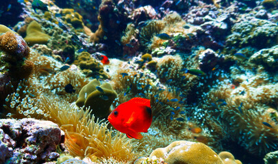 Underwater photo and portrait of a Tomato fish at anemone coral reef. From a scuba dive in tropical waters. © Johan
