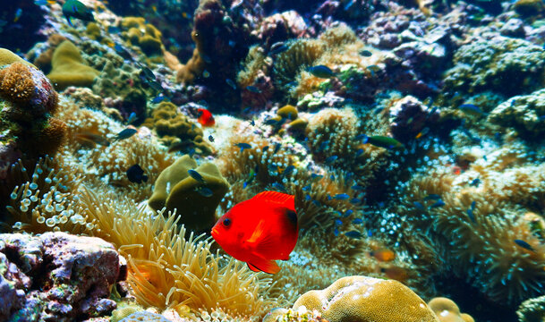 Underwater photo and portrait of a Tomato fish at anemone coral reef. From a scuba dive in tropical waters.