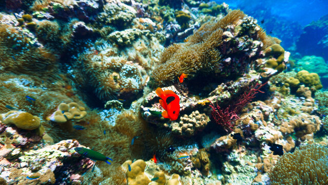 Underwater photo and portrait of a Tomato fish at anemone coral reef. From a scuba dive in tropical waters.