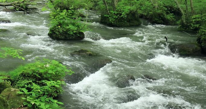 奥入瀬渓流の三乱の流れ