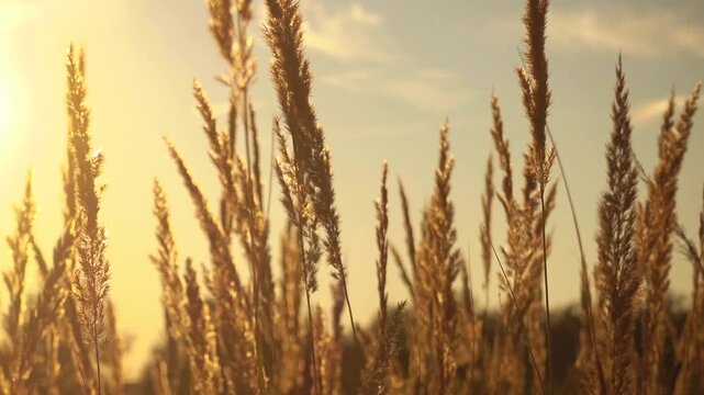 Golden autumn grass illuminated by warm sunlight