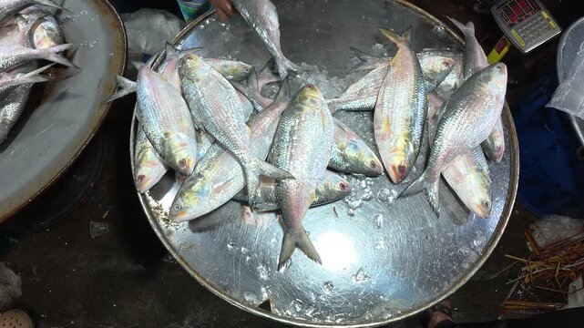 Popular Hilsa Fish Displayed for Sale at Kawran Bazar Fish Market in Dhaka