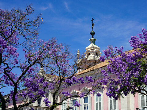 Purple jacaranda trees in full bloom frame the ornate rooftop spire and pink facade of a historic palace under a clear blue sky in Lisbon, Portugal