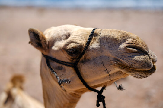 Close-up portrait of a dromedary camel head wearing a halter outdoors
