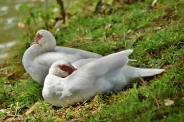 white goose in the grass © Prabuddha
