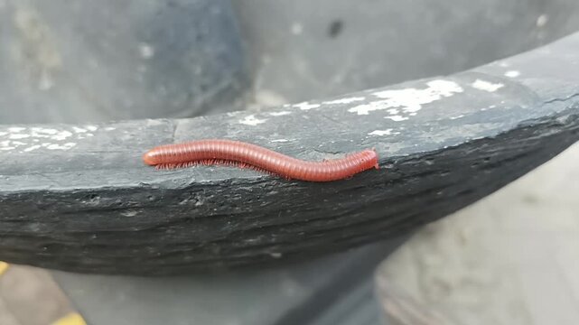 slow-moving animal (Trigoniulus corallinus)
