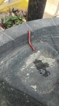 A beautiful millipede is crawling across the garden sink.