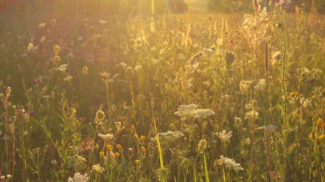 Sunlight meadow grass glowing in warm evening light