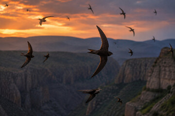 Naklejka premium A flock of swifts soaring and diving in fluid arcs over a canyon at dusk.