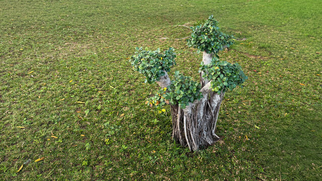 Small decorative topiary tree in a green grass lawn garden setting