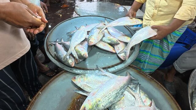 Fish Vendors Selling Fresh Hilsha Fish to Crowded Shoppers at Kawran Bazar Fish Market, Dhaka