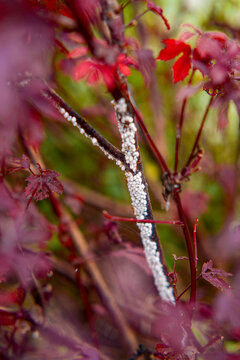 Scale insect infestation on a Japanese maple tree branch in a garden setting.