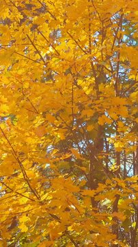 Golden autumn leaves on trees in a park