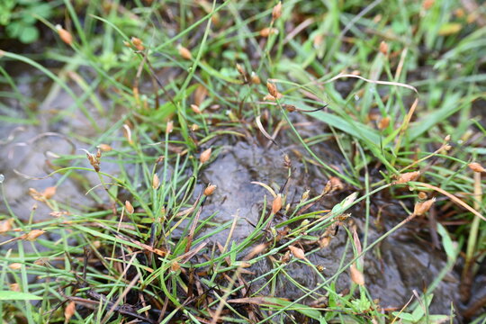 Water internal flow causes continuous bubbles to rise in the sand. Such natural spring can be seen in mountainous areas during the rainy season.