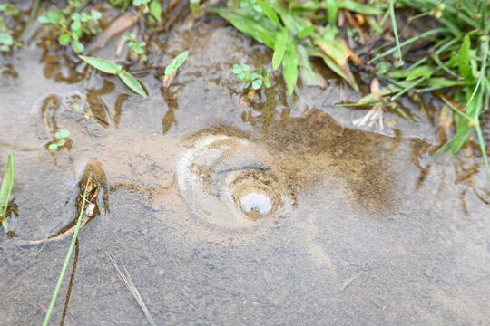 Water internal flow causes continuous bubbles to rise in the sand. Such natural spring can be seen in mountainous areas during the rainy season.