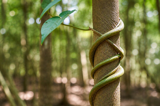 A climbing plant's tendril spiraling around a tree trunk in a forest.