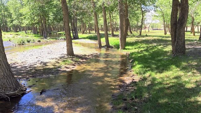 Walk through a floodplain poplar forest by the river Kyzylshin in Altai.