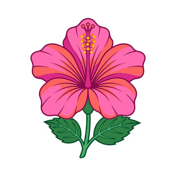 Pink hibiscus flower vector illustration with green leaves isolated on white background for tropical design