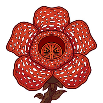Stylized Rafflesia arnoldii corpse flower illustration isolated on white background for botanical design projects