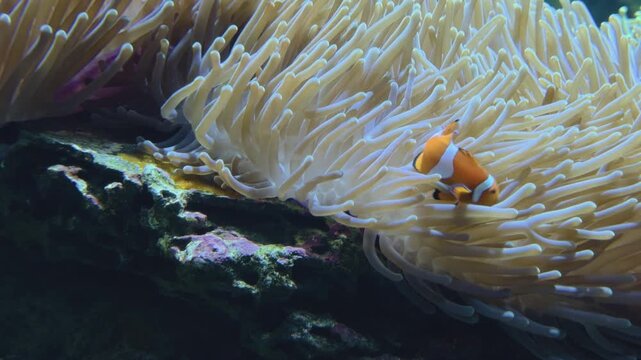 Clownfish swimming near reef 4k
