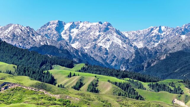 Aerial view of a dense green pine forest on mountain slopes with snow-capped peaks under a blue sky along the S101 highway in Xinjiang, China