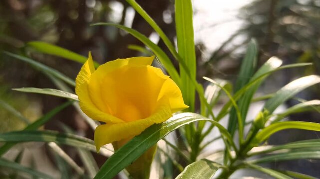 Beautiful yellow Cascabela thevetia flower with delicate trumpet-shaped petals, showcasing the ornamental appearance and natural beauty of this tropical flowering plant.