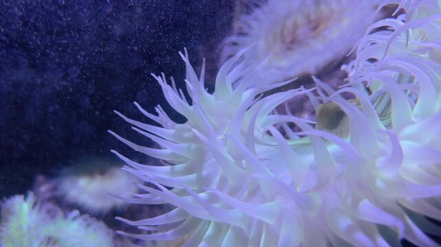 Beautiful underwater sea creature close up 4k
