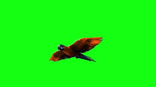 Colorful Macaw parrot flying on green screen chroma key background
