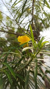 Beautiful yellow Cascabela thevetia flower with delicate trumpet-shaped petals, showcasing the ornamental appearance and natural beauty of this tropical flowering plant.