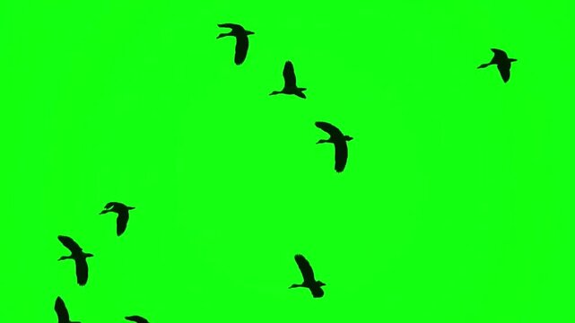 Flock of birds flying silhouette green screen chroma key footage