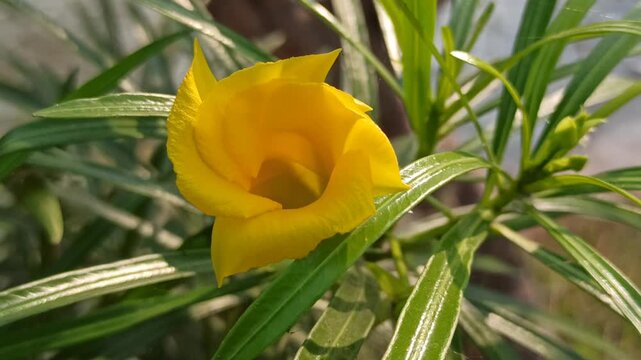Beautiful yellow Cascabela thevetia flower with delicate trumpet-shaped petals, showcasing the ornamental appearance and natural beauty of this tropical flowering plant.