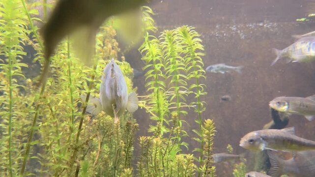 Central Stoneroller fish swimming in aquarium 4k
