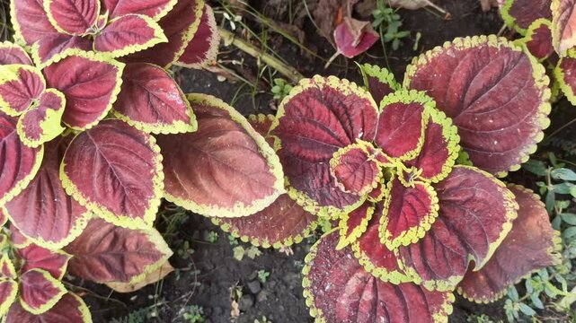 Colorful miana leaves (Coleus scutellarioides) displaying vibrant patterns and contrasting tones characteristic of this popular tropical ornamental plant. Its decorative foliage is widely cultivated i