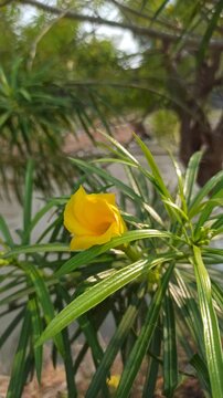 Beautiful yellow Cascabela thevetia flower with delicate trumpet-shaped petals, showcasing the ornamental appearance and natural beauty of this tropical flowering plant.