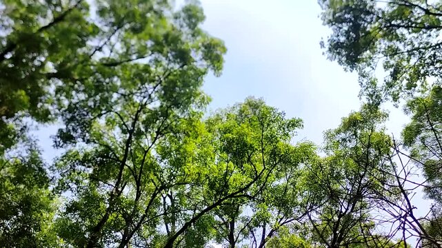 Beautiful, lush green trees that dazzle with their beauty throughout the garden.hermosos arboles frondosos verdes que deslumbra por su belleza en todo el jardin(5)
