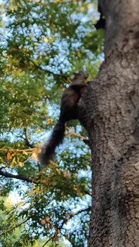 A beautiful brown squirrel climbing the garden branches in the morning.Una hermosa ardilla marr&oacute;n subiendo por las ramas del jard&iacute;n en la ma&ntilde;ana.(10).