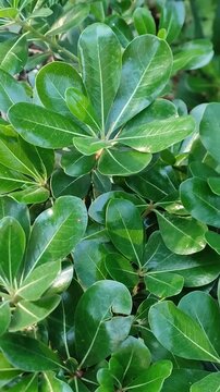 A group of green plants situated in the patio during the morning.Un grupo de plantas verdes situadas en el patio durante la ma&ntilde;ana.(12)