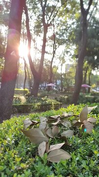 The first look at a beautiful orchard that overlooks the city at dawn.La primera mirada a un hermoso huerto que da a la urbe al amanecer.(15).