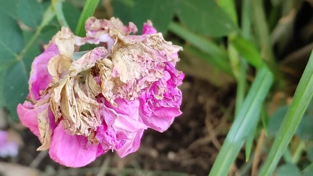 First glimpse of a beautiful somewhat wilted rose in the central part of the garden.Primer vistazo de una hermosa rosa algo marchita en la parte central del jard&iacute;n(21)