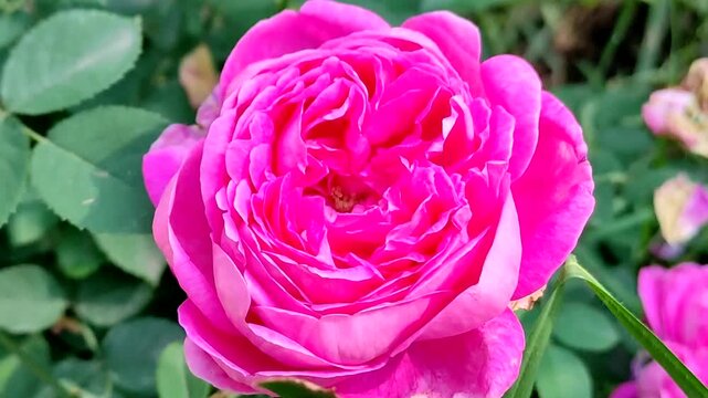 A beautiful, colorful rose in the foreground adorning the garden.Una bella rosa de color en primer plano que adorna el jard&iacute;n.(24)