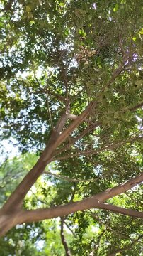 Close-ups of a set of full trees in the garden that dazzles with their beauty.Primeros planos de un conjunto de &aacute;rboles llenos en el jard&iacute;n que deslumbra su belleza.(30)