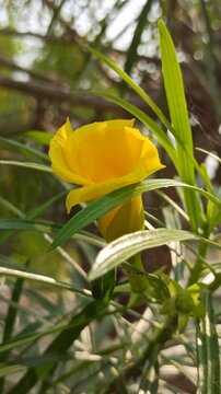 Beautiful yellow Cascabela thevetia flower with delicate trumpet-shaped petals, showcasing the ornamental appearance and natural beauty of this tropical flowering plant.