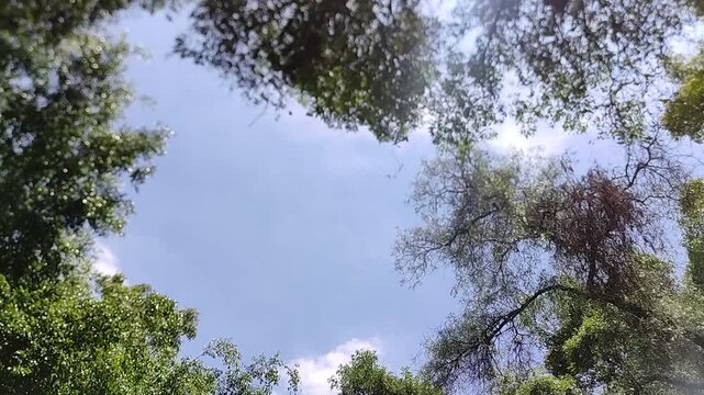 A close-up shot of green trees swaying in the evening breeze.primer acercamiento de unos arboles verdes que se mueven por el viento de la atardecer.(34)