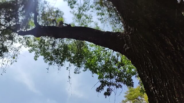 A close-up shot of green trees swaying in the evening breeze.primer acercamiento de unos arboles verdes que se mueven por el viento de la atardecer.(37)
