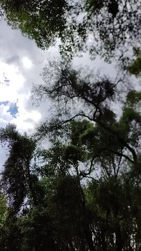 Beautiful, lush green trees that dazzle with their beauty throughout the garden.hermosos arboles frondosos verdes que deslumbra por su belleza en todo el jardin(42)