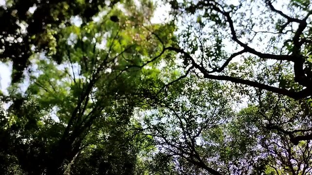 Beautiful, lush green trees that dazzle with their beauty throughout the garden.hermosos arboles frondosos verdes que deslumbra por su belleza en todo el jardin(43)