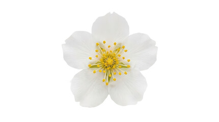Obraz premium Single white cherry blossom flower isolated on white background