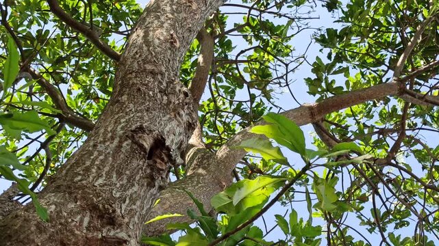 A mature Cerbera manghas tree growing in a tropical environment, characterized by dense evergreen foliage and an upright growth habit. This coastal species is commonly associated with lowland and shor